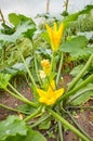 Close up photo of edible zucchini flowers on an organic greenhouse farm, selective focus