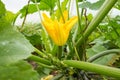 Close up photo of edible zucchini flowers on an organic greenhouse farm, selective focus