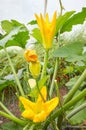 Close up photo of edible zucchini flowers on an organic greenhouse farm, selective focus