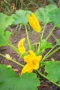 Close up photo of edible zucchini flowers on an organic greenhouse farm, selective focus
