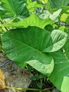 Close-up photo of elephant ear leaves with water drops in the garden Royalty Free Stock Photo