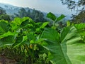 Close-up photo of elephant ear leaves with water drops in the garden Royalty Free Stock Photo