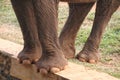 close up photo of an elephant's foot, the skin texture is clearly visible. Royalty Free Stock Photo