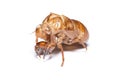 Close-up photo of empty cicada shell Royalty Free Stock Photo