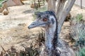Photo of emu bird head Royalty Free Stock Photo