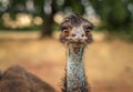 Close-up photo of an emu with a blue throat and orange eyes looking at the camera Royalty Free Stock Photo