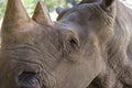 A close up photo of an endangered rhino, rhinoceros face,horn and eye.