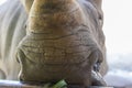 A close up photo of an endangered rhino, rhinoceros face,horn and eye.