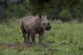 A close up photo of an endangered white rhino / rhinoceros face,horn and eye. South Africa Royalty Free Stock Photo