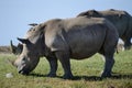 A close up photo of an endangered white rhino / rhinoceros face,horn and eye. South Africa Royalty Free Stock Photo