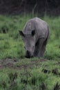 A close up photo of an endangered white rhino / rhinoceros face,horn and eye. South Africa Royalty Free Stock Photo