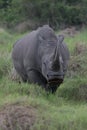 A close up photo of an endangered white rhino / rhinoceros face,horn and eye. South Africa Royalty Free Stock Photo