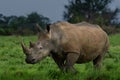 A close up photo of an endangered white rhino / rhinoceros face,horn and eye. South Africa Royalty Free Stock Photo