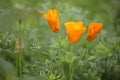 Close-up photo of Eschscholzia californica, the California poppy, golden poppy, California sunlight or cup of gold
