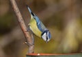 Close-up photo of a Eurasian blue tit