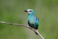 Close up photo european roller