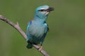 Close up photo european roller