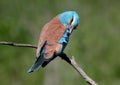 Close up photo european roller