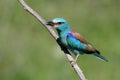 Close up photo european roller