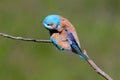 Close up photo european roller