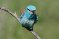 Close up photo european roller