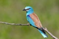 Close up photo european roller