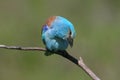 Close up photo european roller