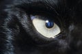 Eye of black wolf close-up