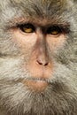 Close up of a male macaque monkey face in Ubud, Bali