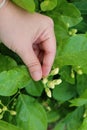 Close-up photo of a farmer collecting jasmine flowers, planting jasmine flowers for sale organically