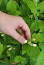 Close-up photo of a farmer collecting jasmine flowers, planting jasmine flowers for sale organically