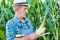 Close up of farmer examining corn crop growing in field