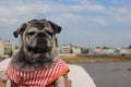 Close-up photo of a fat pug dog with a sullen face, upset and disappointed. Royalty Free Stock Photo