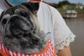 Close-up photo of a fat pug dog with a sullen face, upset and disappointed. Royalty Free Stock Photo