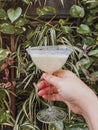 Close up photo of female hand holding classic margarita cocktail drink in martini glass Royalty Free Stock Photo