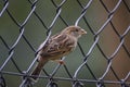 Close up photo of female house sparrow sits on wire