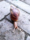 close-up photo of finely blurred, molluscs, small animals crawling snails, snails walking across the stone path in search of cold