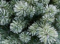 Close-up photo of Fir-tree branch covered with frost and snow. Pine branches in winter. Spruce Royalty Free Stock Photo