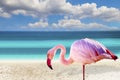 Close up photo of flamingo standing on the beach. There is clear sea and blue sky in the background. It is situated in Mexico,