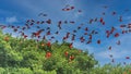 Close up photo of flock beutiful bright red birds Scarlet Ibis Eudocimus ruber returning to overnight in evening light, dark green