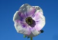 Anemone purpur and white against blue sky.