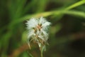 close-up photo of flowering lamb branch grass