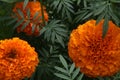 Close up Photo with flowers Africander Tagetes erecta, three orange blossom in detail with dark green leaves arouund. Royalty Free Stock Photo