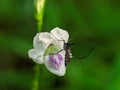 close up, photo of flowers and mosquitoes