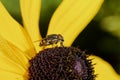 Close-up photo of a fly pollination and yellow flower