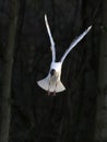 Close-up photo of flying gull on neutral dark green background Royalty Free Stock Photo