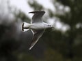 Close -up photo of a flying seagull Royalty Free Stock Photo