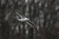 Close -up photo of a flying seagull Royalty Free Stock Photo