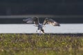 Close -up photo of a flying seagull. Isolated bird on dark background Royalty Free Stock Photo