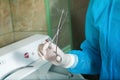 Close up Photo forceps in the hands of doctor in latex gloves